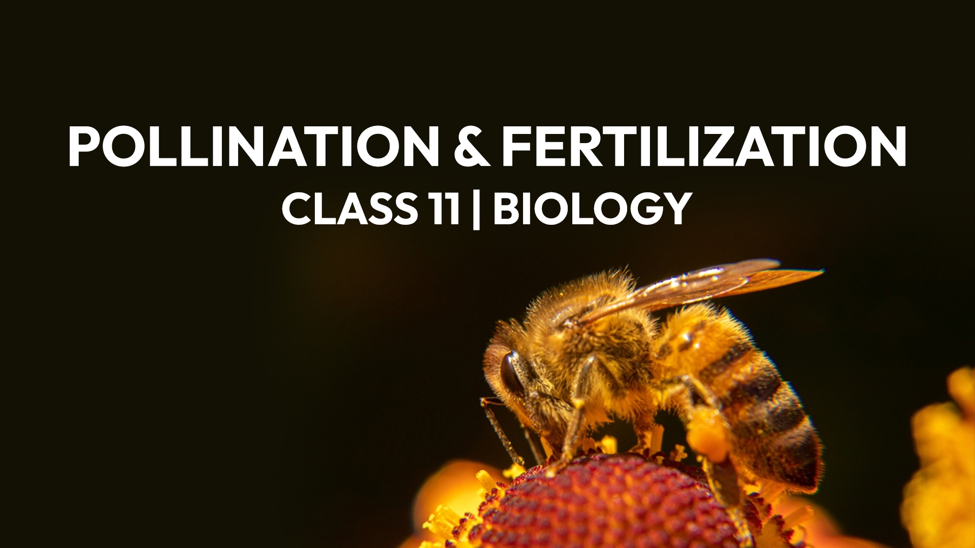 Biology Pollination and Fertilization in Flowering Plants for Class 12