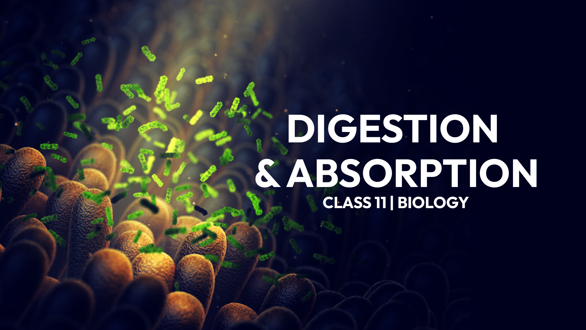 Learn Biology: Digestion and Absorption for Class 11 NEET